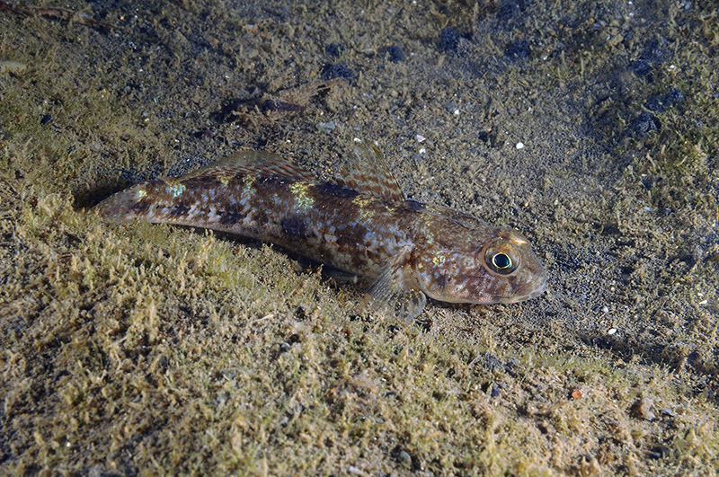 Gobius couchi da Livorno